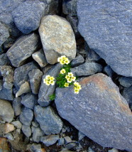 Flowers_on_stones